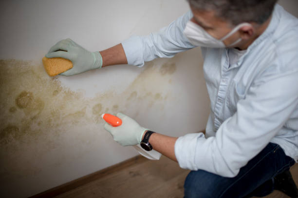 Professional Mold Inspection, Removal & Remediation in Felton, DE